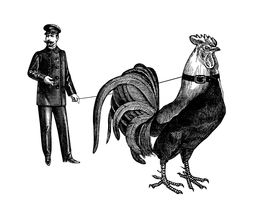 Victorian man holding a leash attached to an oversized rooster wearing a collar